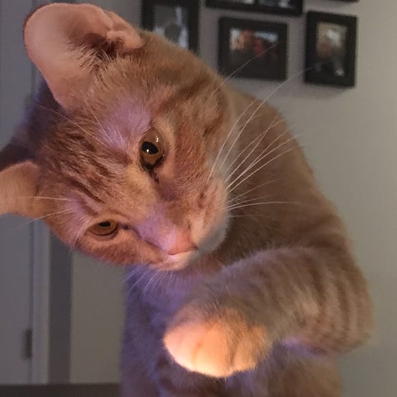 https://imgix.seoghoer.dk/media/article/selve_katten.jpg