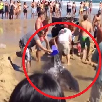 https://imgix.seoghoer.dk/media/article/shark_roed.jpg