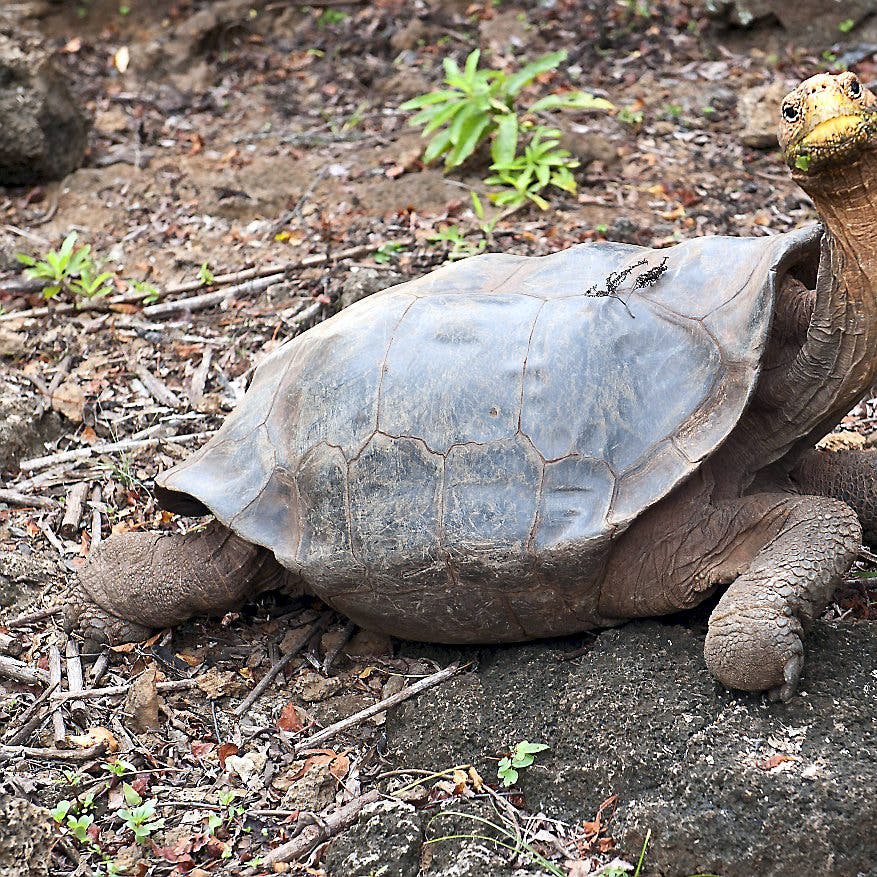 https://imgix.seoghoer.dk/media/article/skildpadde.jpg