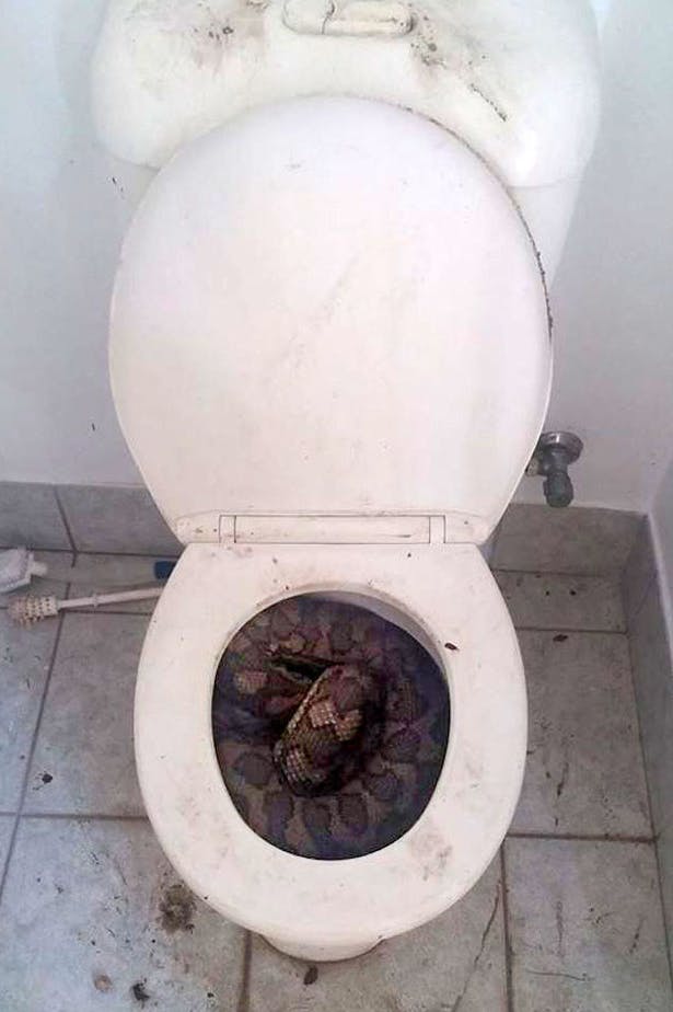 https://imgix.seoghoer.dk/media/article/slange_toilet.png