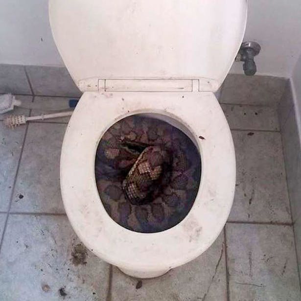 https://imgix.seoghoer.dk/media/article/slange_toilet.png