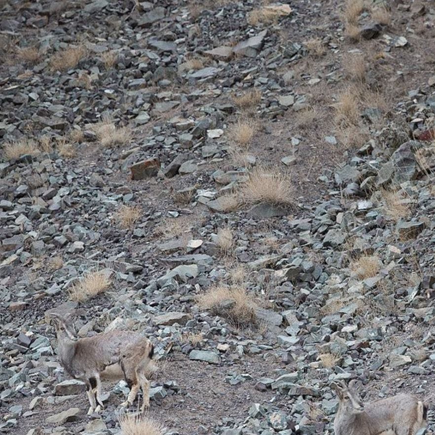 https://imgix.seoghoer.dk/media/article/snow_leopard.jpg