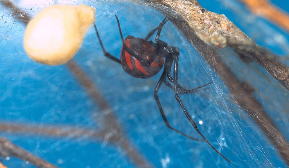 Tre brødre indlagt: Lod én af verdens farligste edderkopper bide dem | SE og HØR