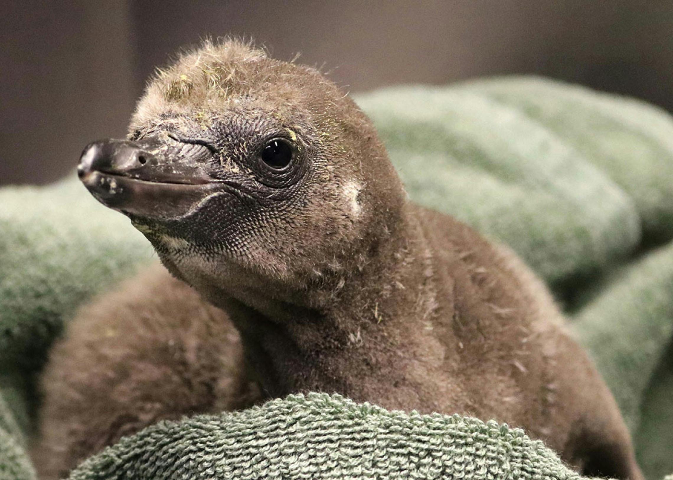 https://imgix.seoghoer.dk/media/article/syracuse-zoo-rgz-humboldt-penguin-chick-1-26-22_scalewidthwziyodbd.jpg