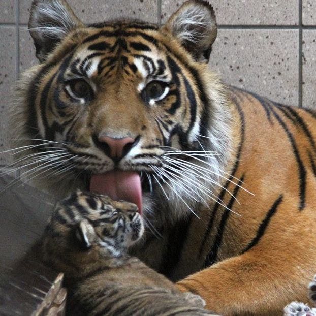 https://imgix.seoghoer.dk/media/article/tiger_3.jpg