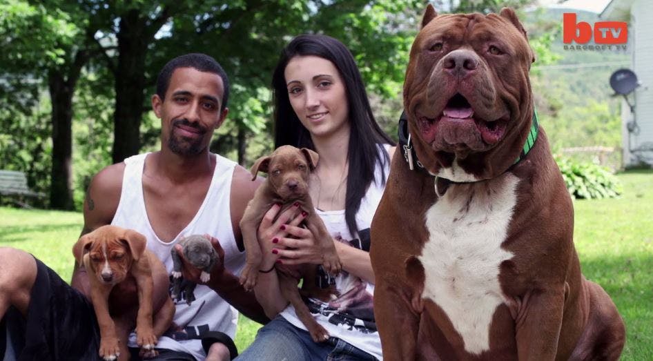 https://imgix.seoghoer.dk/media/article/verdens_stoerste_pitbull_har_faaet_endnu_et_kuld_hvalpe.jpg