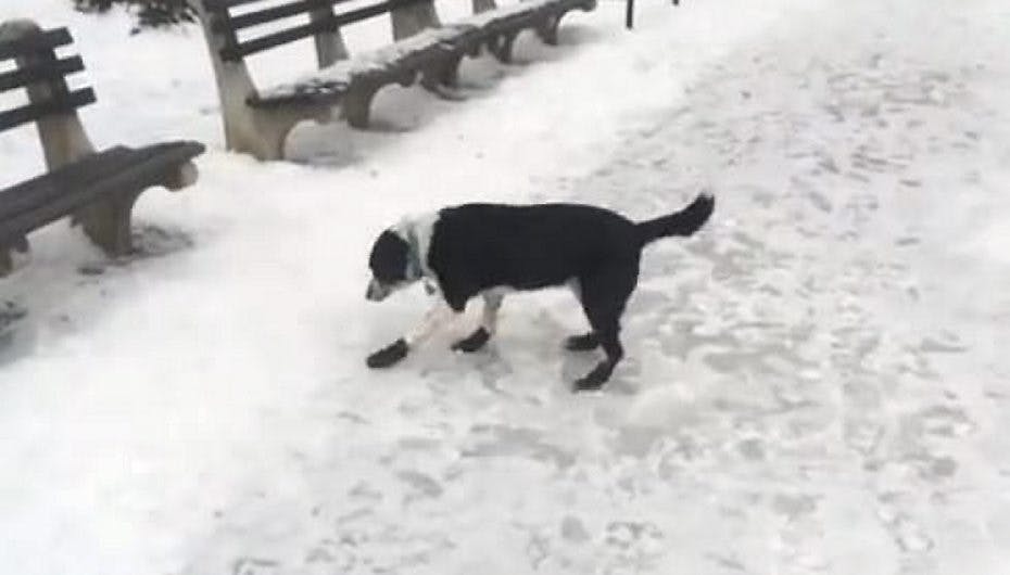 Hundeejeren bliver i den grad ramt af nemesis