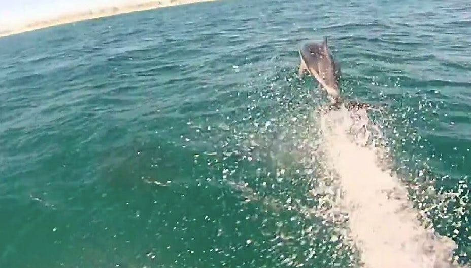 Delfinerne overhalede de ellers hurtige kitesurfere.