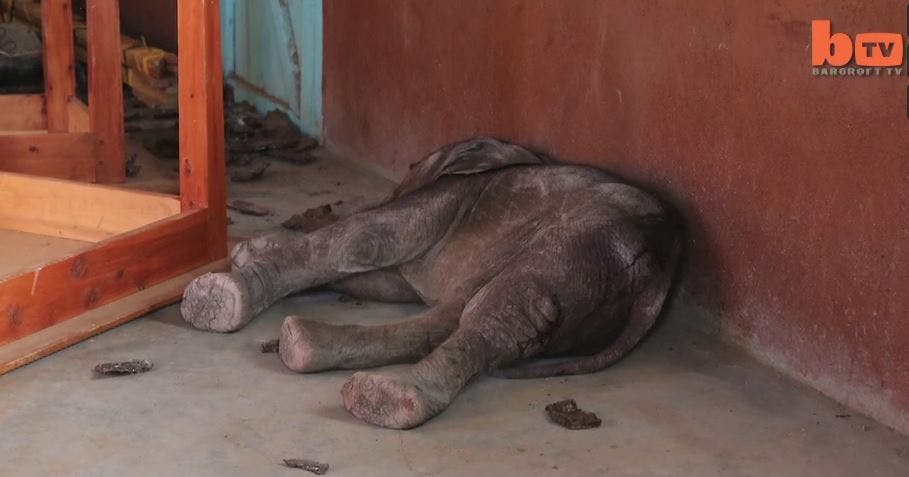 Den lille baby-elefant var såret og dehydreret, da den blev reddet fra den rasende menneskemængde.