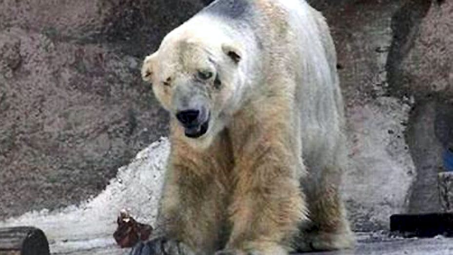 Arturo er den sidste isbjørn tilbage i en skoldhed zoo i Mexico - nu kæmper tusindvis for at give ham et bedre liv