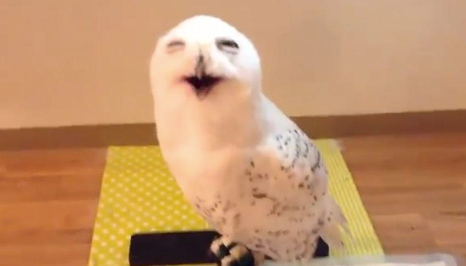 Okay... det lyder ret sjovt, når uglen 'griner'