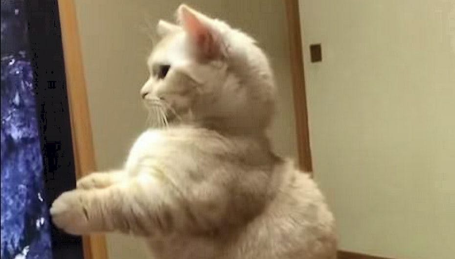 Katten får sig en forskrækkelse.