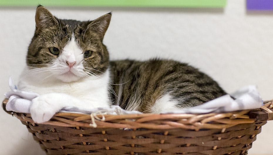 Har du endnu ikke mødt Monty, så er det på høje tid - Rødovre-missen er verdensberømt. Tjek selv videoen.