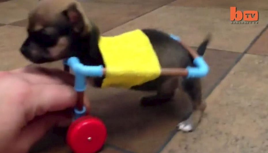 Lille Turbo-Roo har fået fart under poterne takket være et par skateboard-hjul