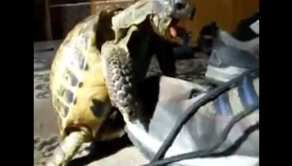 Hvis du gerne vil have frit udsyn over skildpaddens allerhelligste sted, så kan du med fordel pause videoen efter 30 sekunder