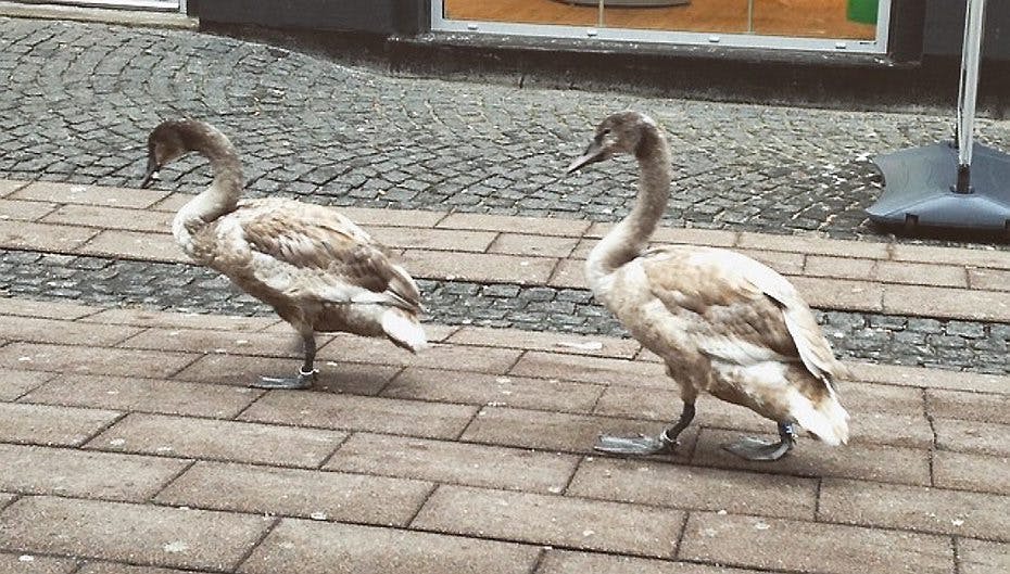 En borger i Hillerød slog alarm til ordensmagten