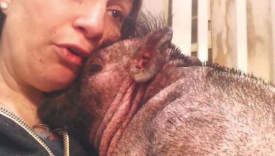 "Bentley" bliver beroliget af sin mors sang og kærtegn.