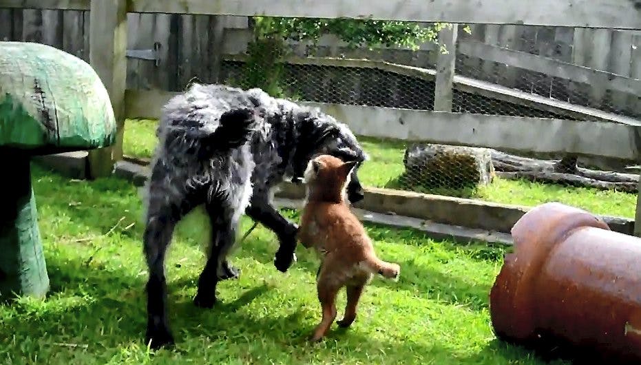 Hunden Barney og ræveungen Forrest Stump elsker at lege sammen. Se den søde video i artiklen
