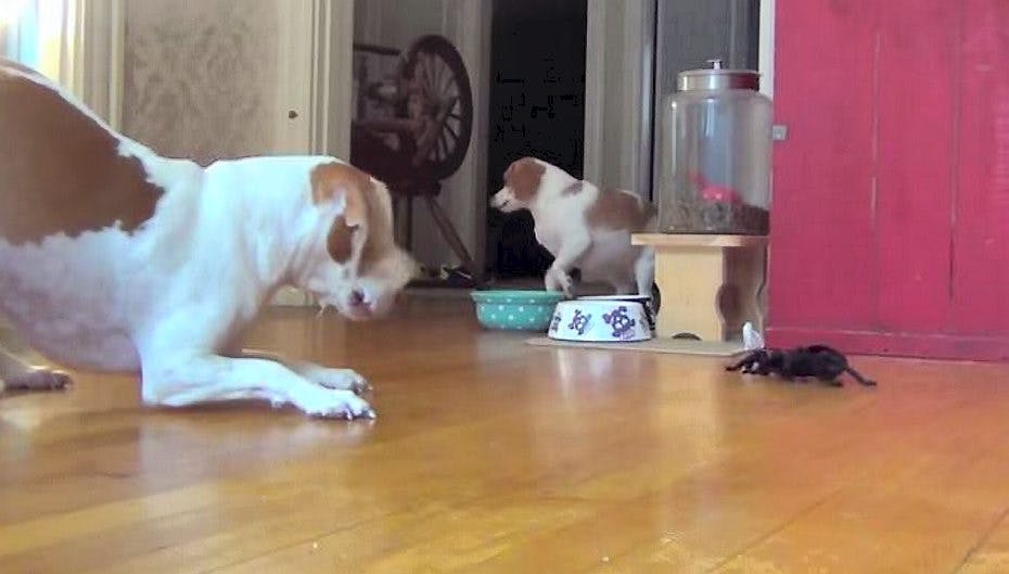 De bliver gode venner til sidst.