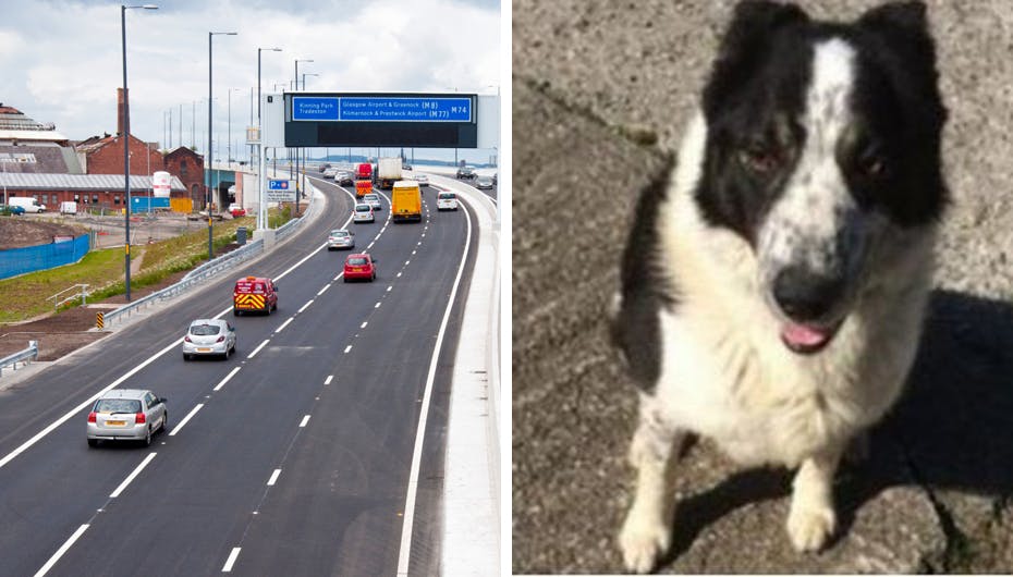 Hund har ’overtaget’ traktor – risiko for kø!, lød meldingen fra det britiske færdselspoliti - til højre ses hunden Don