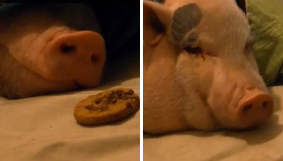 Sådan vækker et par fra Florida deres tre år gamle kæle-gris