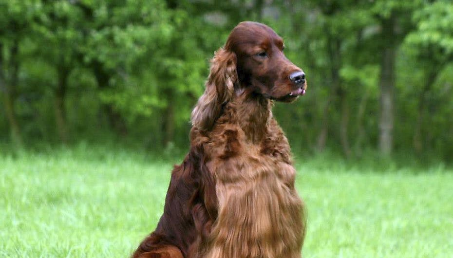 Jagger døde et døgn efter at være kommet hjem fra verdens største hundeudstilling, Crufts, i Birmingham i England. Hunden var blevet gift-dræbt.