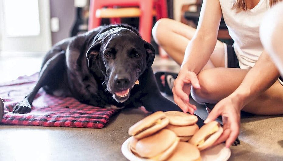 En amerikansk familie valgte på rørende vis at forevige hunden Dukeys sidste dag på jorden