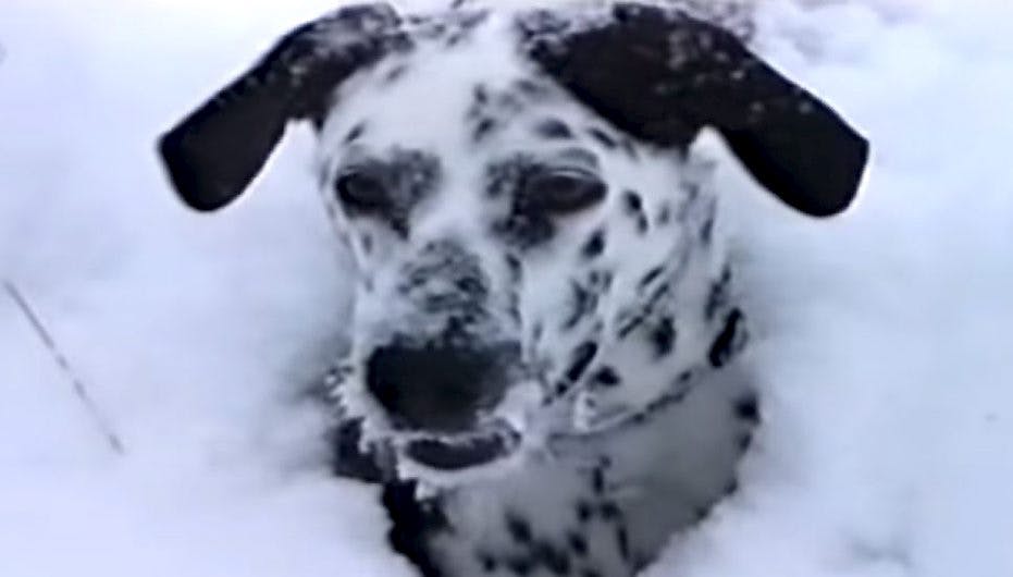 Hunden Bailey får dig i julestemning