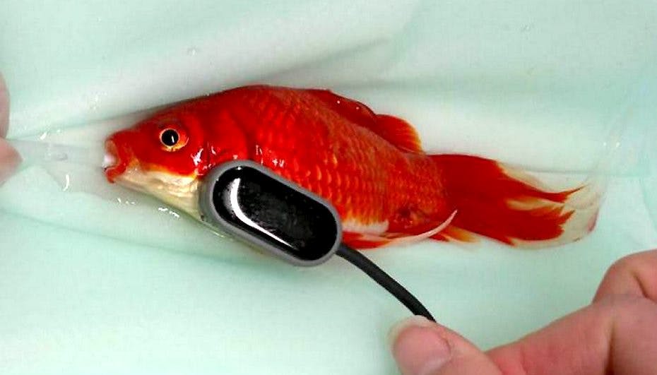 Den lille fisk led af en alvorlig forstoppelse, der ville have endt med at gøre en ende på dens liv