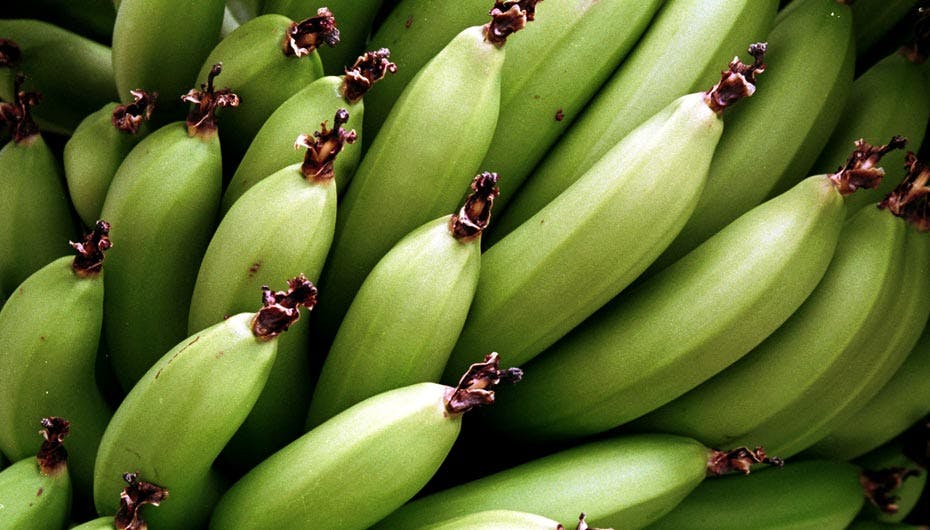 https://imgix.seoghoer.dk/media/se-og-hoer/bizart/bananmangel1-jpg.jpg