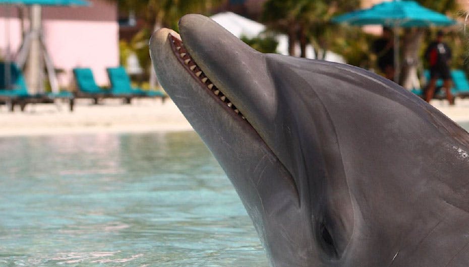 Flipper er blevet for tung til at springe op af vandet