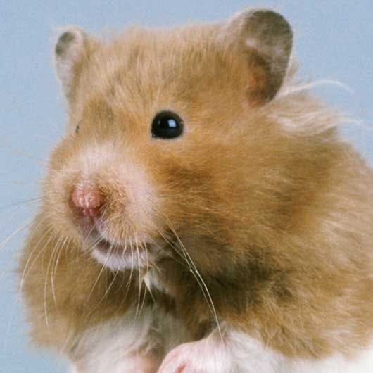 https://imgix.seoghoer.dk/media/se-og-hoer/bizart/hamster1-jpg.jpg