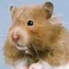 https://imgix.seoghoer.dk/media/se-og-hoer/bizart/hamster1-jpg.jpg