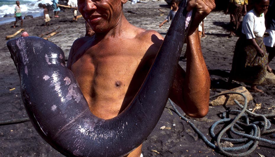 Her hvalens penis i afslappet tilstand