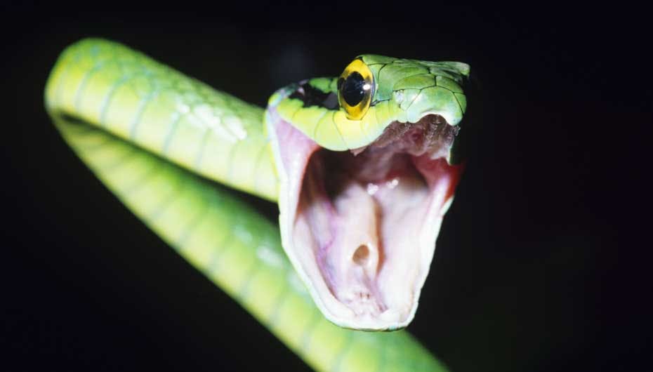 Slangegift kan få ansigtsmukslerne til at slappe af