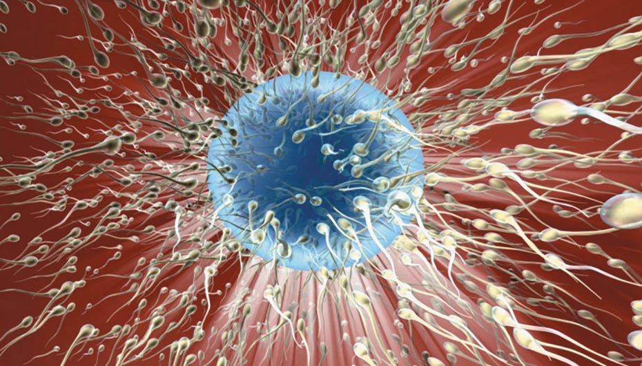 Sædcellernes vej mod ægget