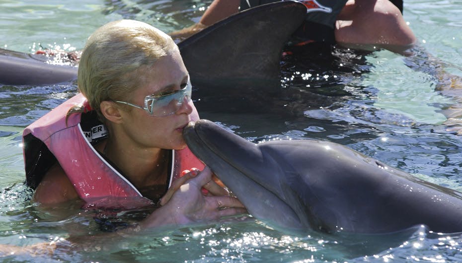Møs møs ... Paris Hilton kastede sin kærlighed på denne kælne delfin