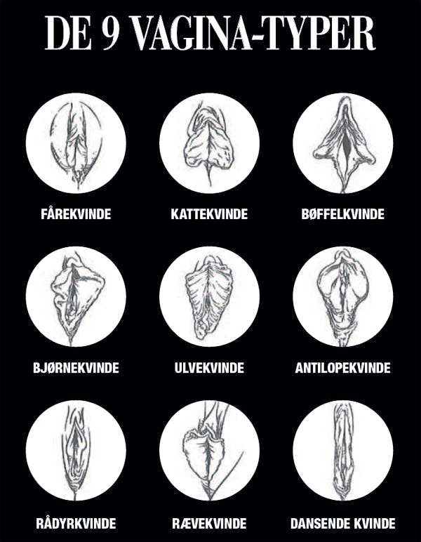 https://imgix.seoghoer.dk/media/tk/vagina-typer.png