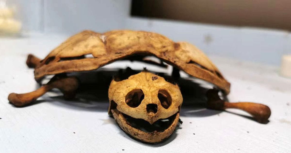 https://imgix.seoghoer.dk/skildpadde-skelet.jpg