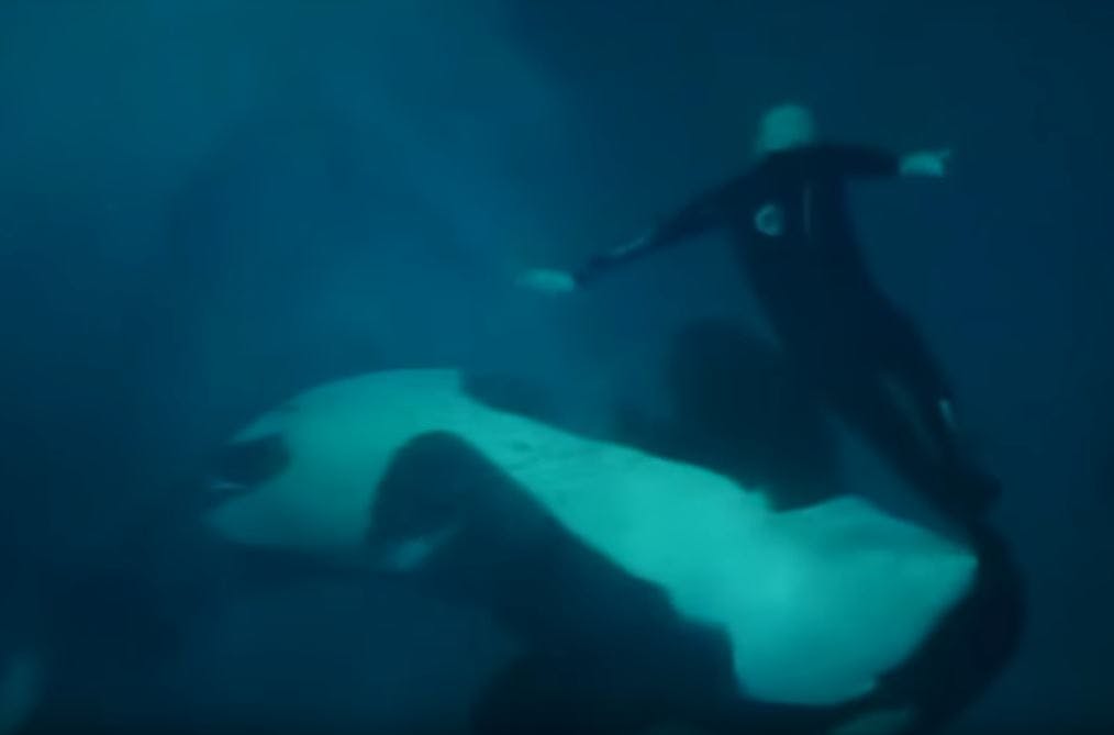 Ken Peters fod måtte lappes sammen efter mødet med tonstunge Kasatka.