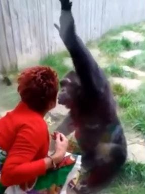 https://imgix.seoghoer.dk/storage_1/media/chimpansen.jpeg