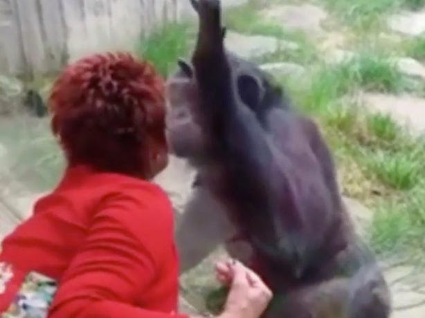 https://imgix.seoghoer.dk/storage_1/media/chimpansen2.jpeg