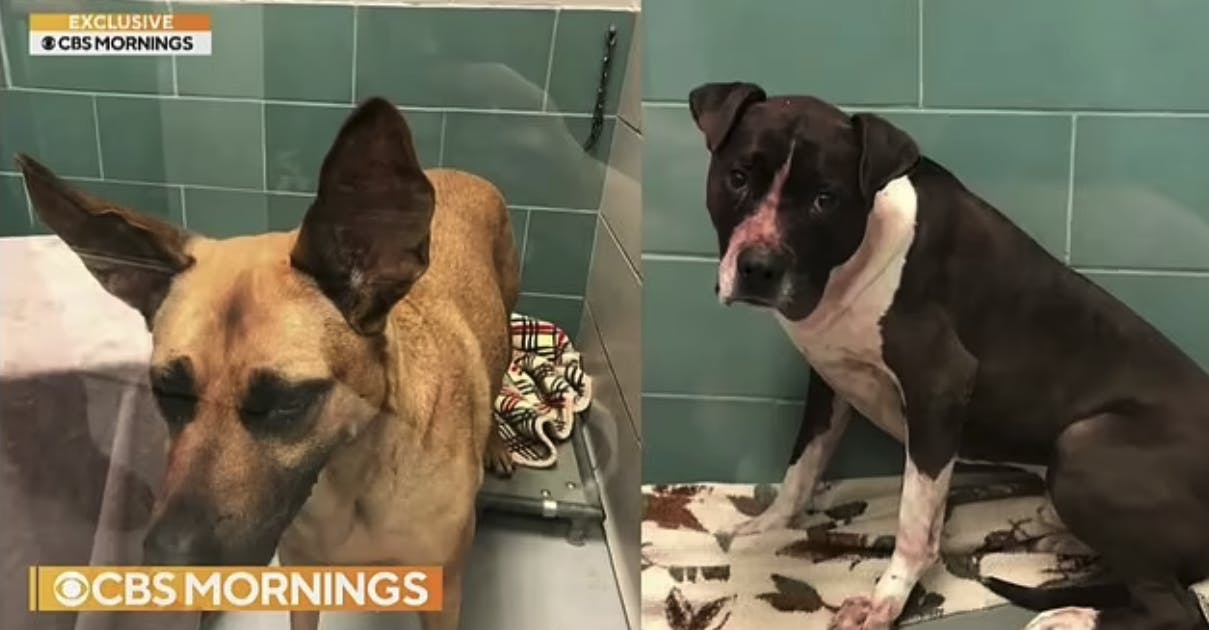 De to hunde blev efterfølgende aflivet.