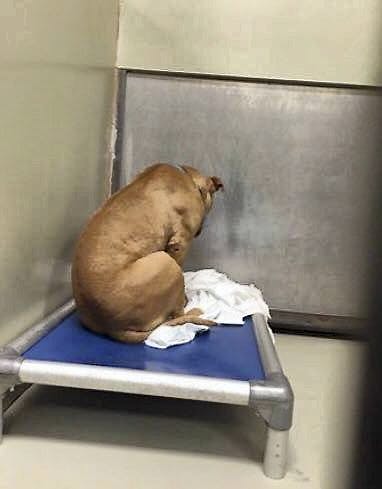 March var dybt ulykkelig, da den havnede tilbage på dyreintermatet. 