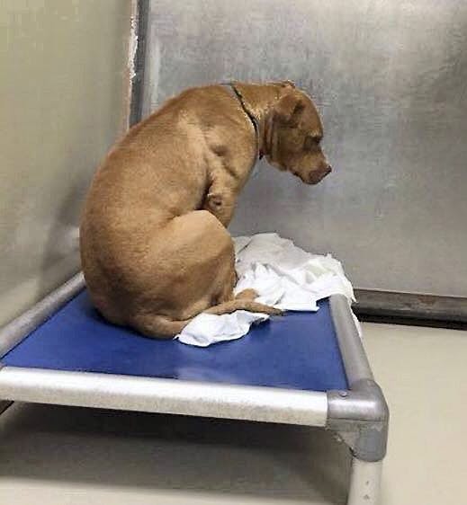 March havde håbet på et nyt og bedre liv, men havnede tilbage på dyreinternatet. 