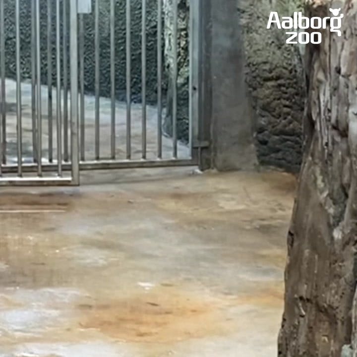 https://imgix.seoghoer.dk/video_thumbnails/6Wu6Ypoo-n1EgJUfi.jpg